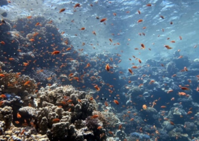 Typisches Rotmeer-Riff mit leuchtend bunten Korallen, umringt von Schwärmen kleiner Fische.